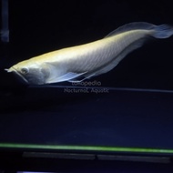 arwana silver albino mata merah / ikan arwana silver albino / arowana