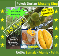 Pokok Durian Musang King （3-3½ Kaki） Raja Kunyit (D197) benih kahwin**.猫山王 榴莲苗