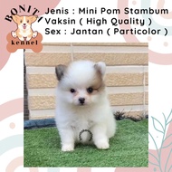 Mini Pom Snow White Stambum Anak Anjing Minipom Putih Pomeranian