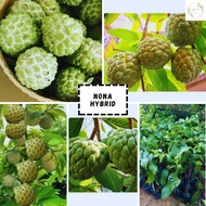 Pokok buah nona hybrid