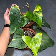tanaman hias Anthurium Pterodactyl Variegata paketan 2 Pot, 5 A