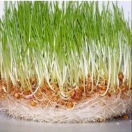 20 grams wheat grass wheatgrass sprouts Microgreen  seeds (from SG)