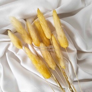 Dried Candy Colour Lagurus/Rabbit Tail Kelinci Bunga Kering Warna - YELLOW
