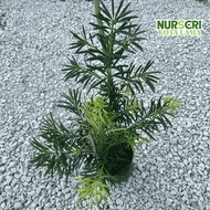 🔥OUTDOOR🔥PODOCARPUS PINE / Buddhist Pine / Yew Plum Pine / Luohan Song / Podocarpus Macrophyllus / B