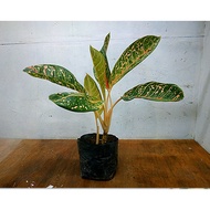 Aglaonema Doña Carmen (GROWN AND LIVE PLANTS) for 199p only  :)