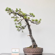 五葉松 Japanese White Pine | 盆景星球 Bonsai Planet