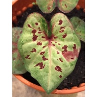 Keladi Hybid Thai / Caladium Hybrid Thai