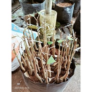 ANAK BENIH DURIAN IOI