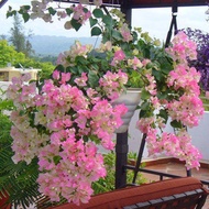 Xinyi Bougainvillea Potted Plant Seedling Fragrant Flower Plant Balcony Garden Climbing Vine Rose Leaf Flower Everbloomi