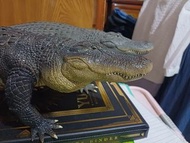 REBOR 美洲短吻鱷 鱷魚 模型