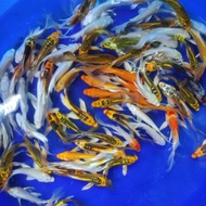 Promo Bibit Ikan Koi Slayer Kumpay Size 9-10cm 5 Ekor