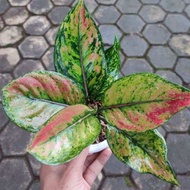 Promo termurah!!! Aglonema Heng Heng / Tanaman Hias Aglonema Heng Heng Termurah!!! Bunga Aglonema