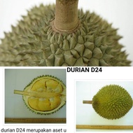 Durian D24(Anak Pokok)