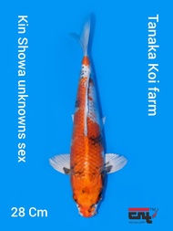 Ikan Koi Import Kin Showa Tanaka Koi Farm Japan