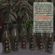 Bibit Anggrek Cattleya Dalam Botol - Anggrek Botolan Cattleya Bunga