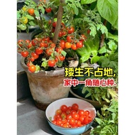 Dwarf Potted Small Tomato Seeds Strawberry Tomato Tomatoes Tomato Seeds Cherry Tomatoes Four Seasons