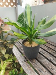 🪴金心也門鐵樹盆栽