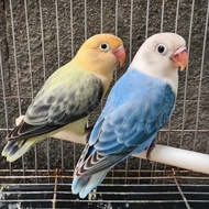 LOVEBIRD 1 PASANG BIOLA PB EWING X BIOLA BLUE