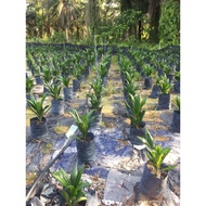 ANAK BENIH SAWIT/ OIL PALM SEEDLINGS