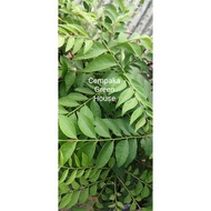 Fresh Koja Bay Leaf Curry Leaves