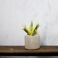 【室內盆栽】黃金哈尼虎尾蘭 觀葉植物 植栽 開幕送禮