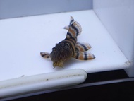 L397 Pleco Fish-Alenquer Tiger Pleco 3.5cm-4cm