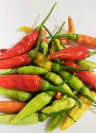 1kg Cili Burung Kampung
