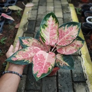 Aglaonema New Three Colour jumbo