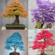 20pcs/ bag bonsai blue maple tree seeds Bonsai tree seeds