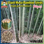เมล็ดพันธุ์ ไผ่โมโซ เมล็ดไผ่ Moso Bamboo Seed (Phyllostachys edulis) 50เมล็ด/แพ็ค ของแท้ 100% ปลูกง่
