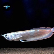 Ikan Arwana Silver Red / Ikan Arowana