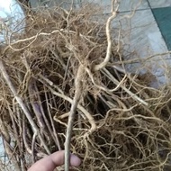 Akar senggani /akar kayu senggani /akar kayu aquascape