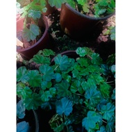 Begonia Star rising 05