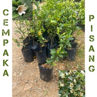 Pokok Bunga Cempaka pisang / cempaka keling thai wangi murah