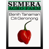 Benih Cili Geronong - Geronong Pepper Seeds.