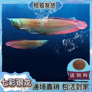 Feng Shui Fish Fry Live Fish Ornamental Fish Red Dragon Lucky Live Fish Trainer Tropical Colorful La