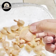 BULUS LABI LABI ALBINO TERMURAH HARGA GROSIR