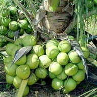 restock bibit kelapa kopyor kultur jaringan