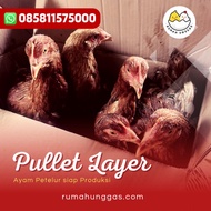 ayam petelur pullet layer