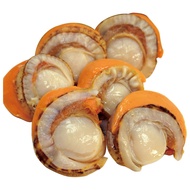 【築地一番鮮】特大2L北海道生食級特大(熟))含卵帆立貝3包(800G/包)