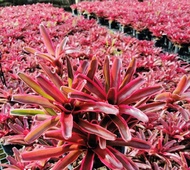 Neoregelia Donger ( Bromeliad ) 積水风梨