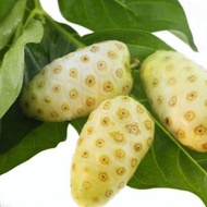 Noni fruit