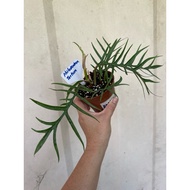 【LSG】 Philodendron Tortum /Keladi Rare live plant