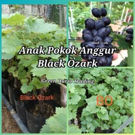 ANAK POKOK ANGGUR BLACK OZARK