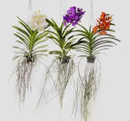 anggrek vanda dewasa