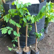 bibit daun katuk untuk perbanyak air ASI ibu bibit pohon katuk bibit katuk tanaman obat tanaman herb