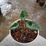 alocasia bisma