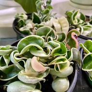Tanaman hias Hoya compacta varigata - hoya compacta regalis varietaga