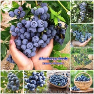 [Ready Stock+Fast Delivery] Blueberry Seeds for Planting (30 seeds/bag, Easy To Grow) Rare Fruit Seed Bonsai Fruit Tree Seeds Delicious Fresh Blueberry Fruit Seeds Garden Plant Malaysia Seeds Potted Plants Indoor Outdoor Real Plant Seed Benih Pokok Buah