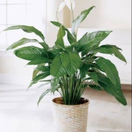 Ornamental plant spatuphilum peace lily air purifier plant peace lily